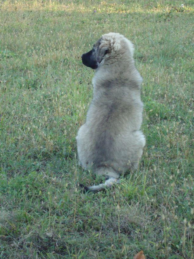 JAR SREDNJEDRAVSKI - foto povečava