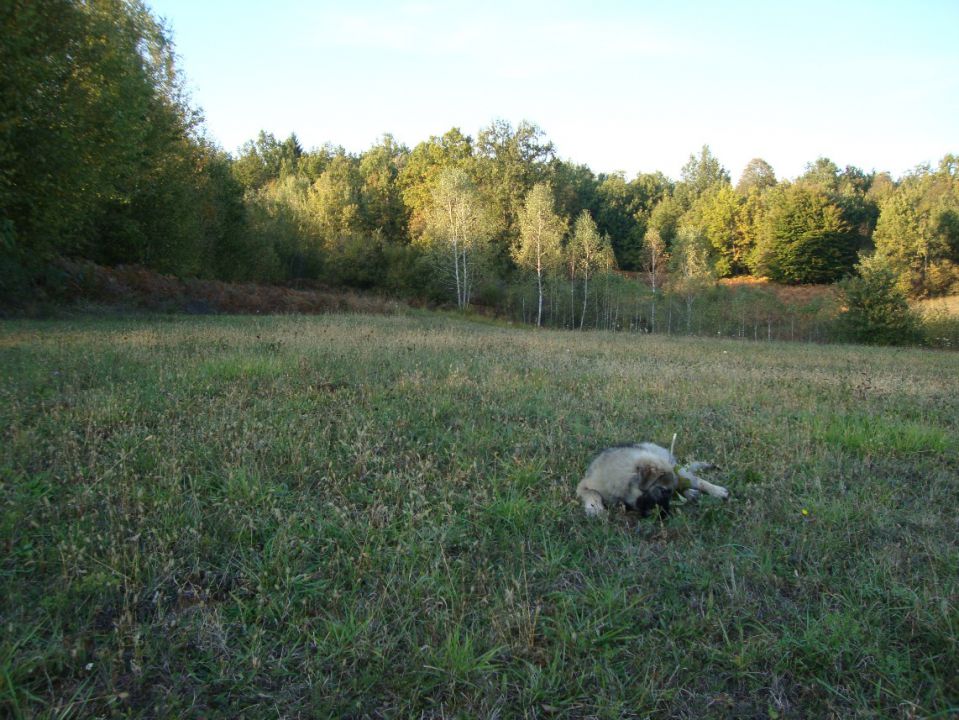 JAR SREDNJEDRAVSKI - foto povečava