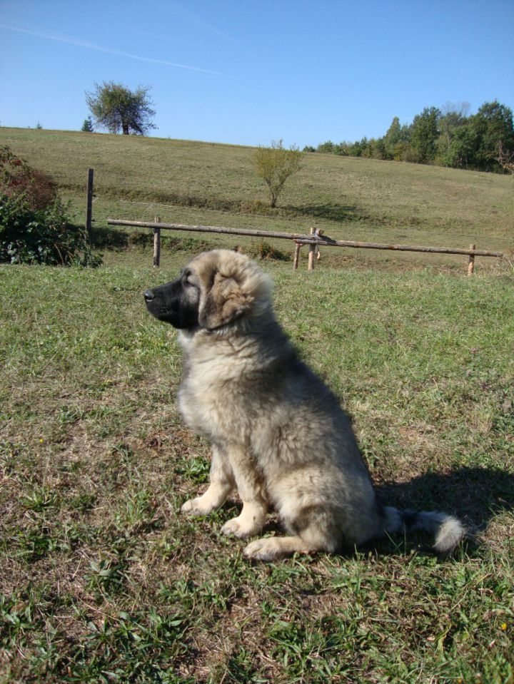 JAR SREDNJEDRAVSKI - foto povečava
