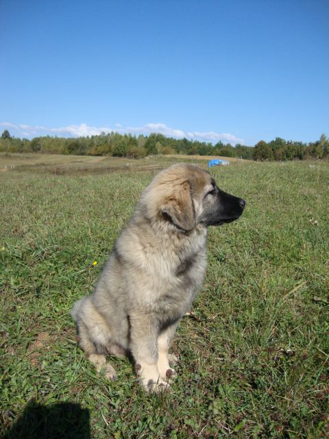 JAR SREDNJEDRAVSKI - foto