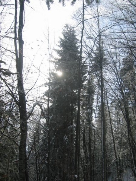 Velika planina - foto