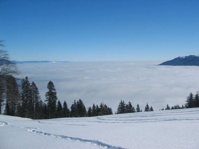 Kranjska reber - foto povečava