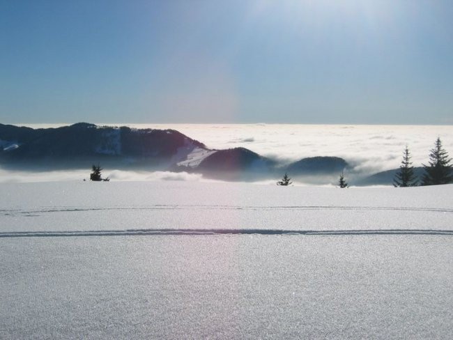 Kranjska reber - foto povečava