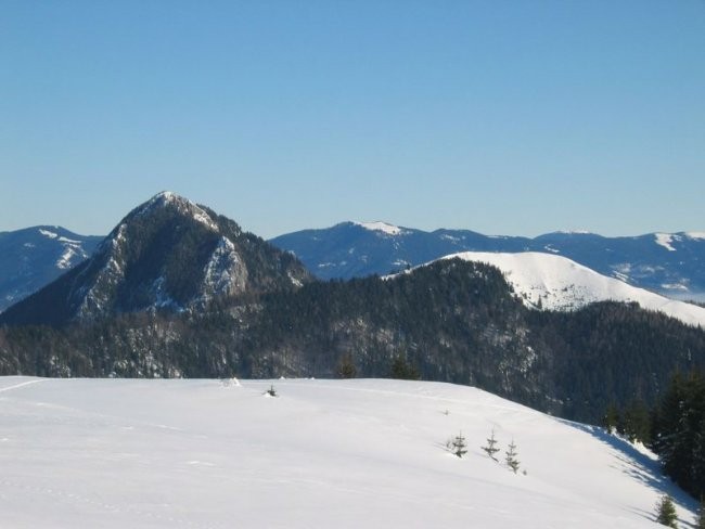 Kranjska reber - foto povečava