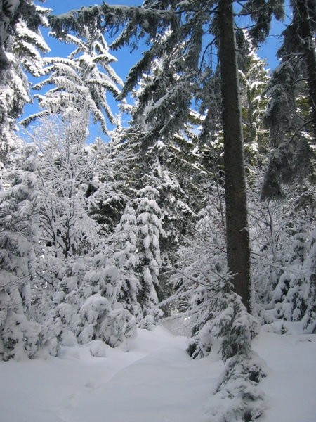 Kranjska reber 2 - foto