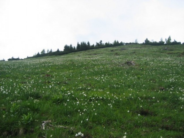 Golica - foto
