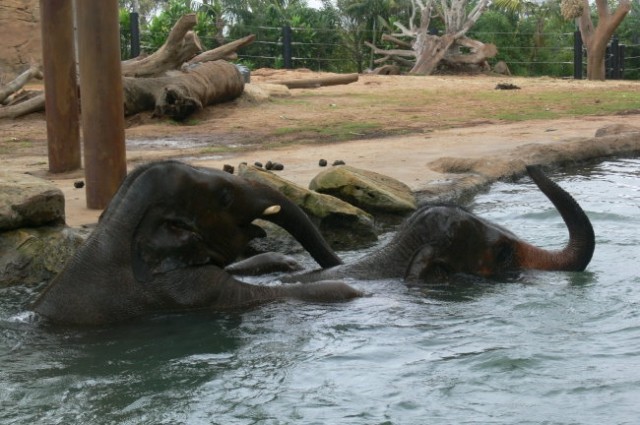 Sloni med kopanjem in tunkanjem