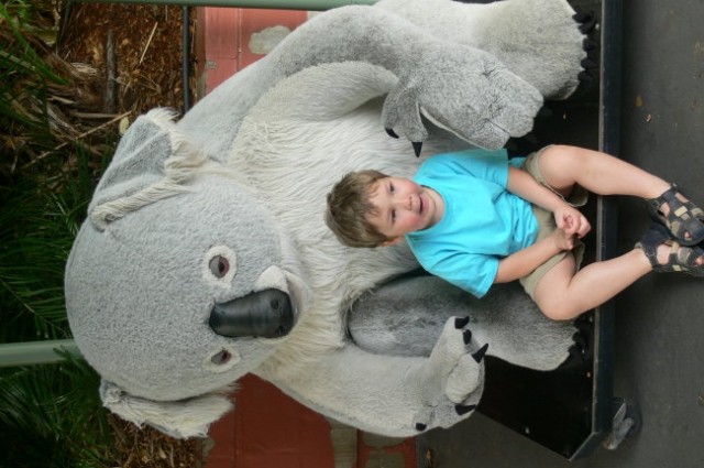 Zoo in Azbe s koalo