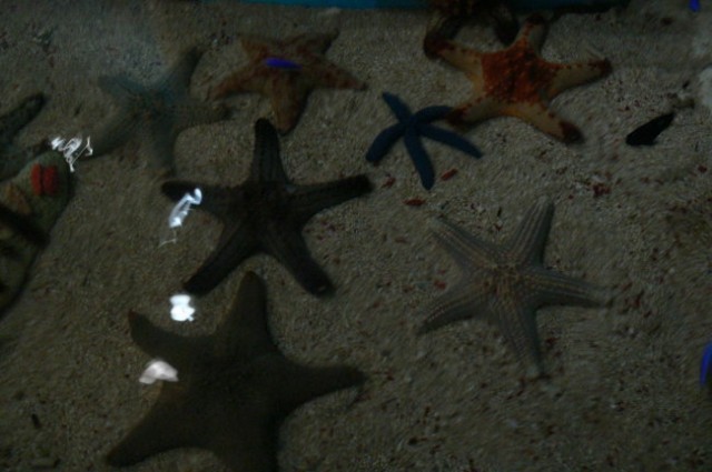 Morske zvezde