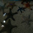 Morske zvezde