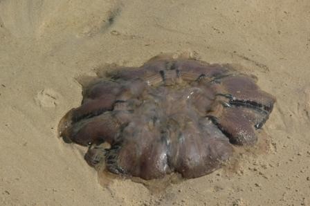 Fraiser island: take meduze so bile posejane po plazi po kateri smo se vozili