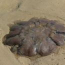 Fraiser island: take meduze so bile posejane po plazi po kateri smo se vozili