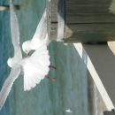 Galebi
