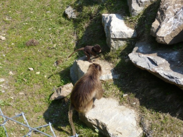 ZOO Hreberstein - foto