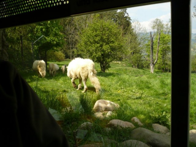 ZOO Hreberstein - foto