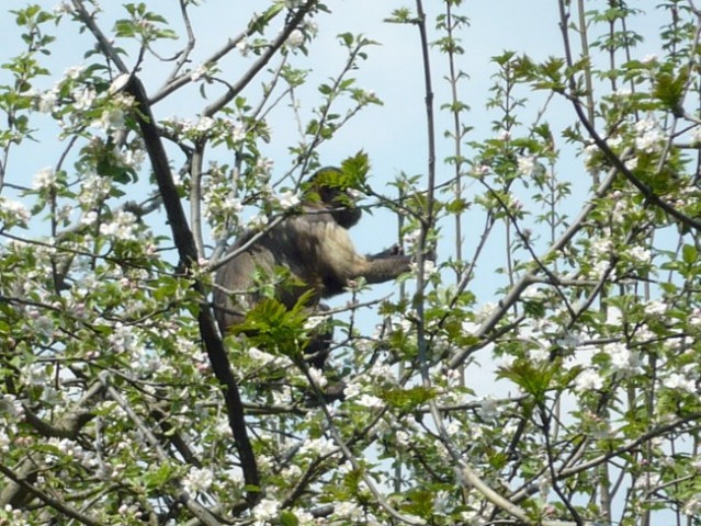 ZOO Hreberstein - foto