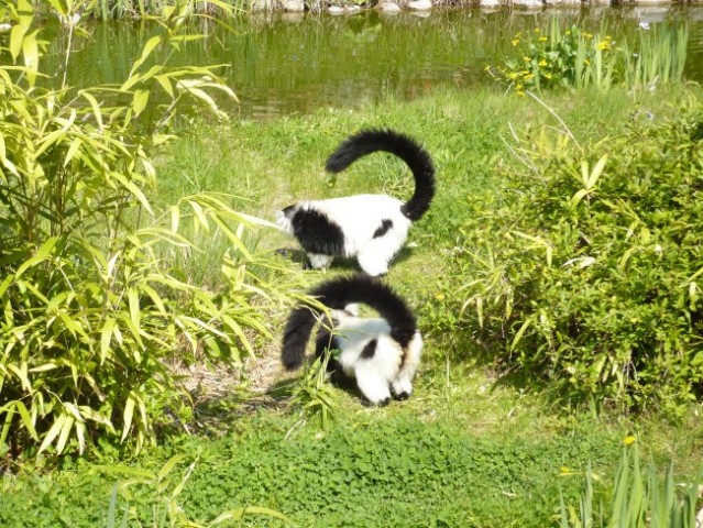 ZOO Hreberstein - foto