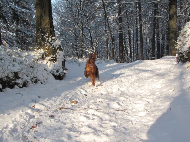 Zima zima bela 2009 - foto