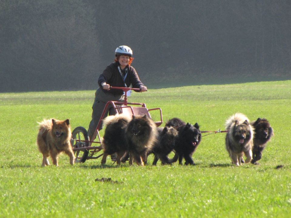 1. dryland sleedog, Logatec 2010 - foto povečava