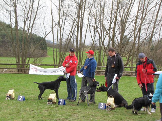 1. dryland sleedog, Logatec 2010 - foto