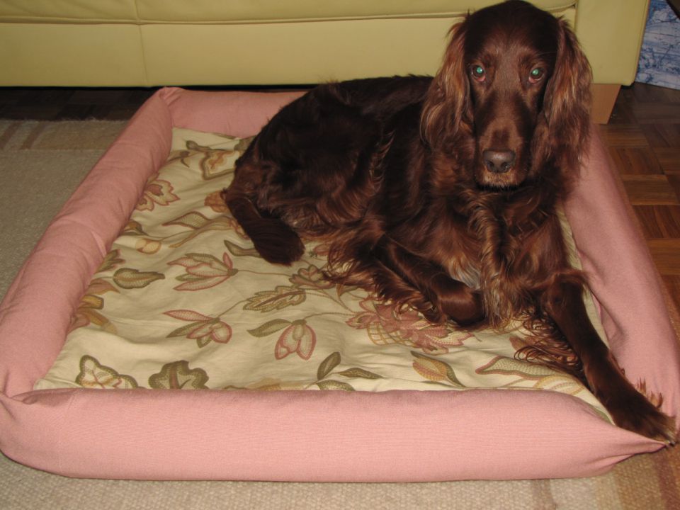 Pasja postelja - foto povečava