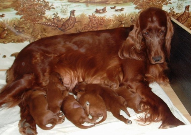 Mama Liza in njeni mladiči mar.2006