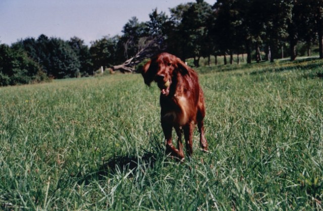 Flora & Ginny - foto