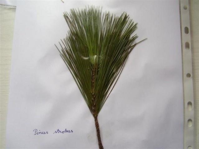 Pinus strobus