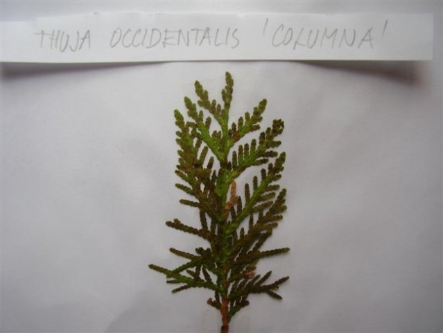 Thuja occidentalis 'Columna'