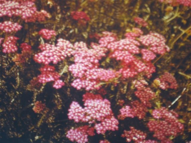 Achillea millefolium 'Kelwayi'