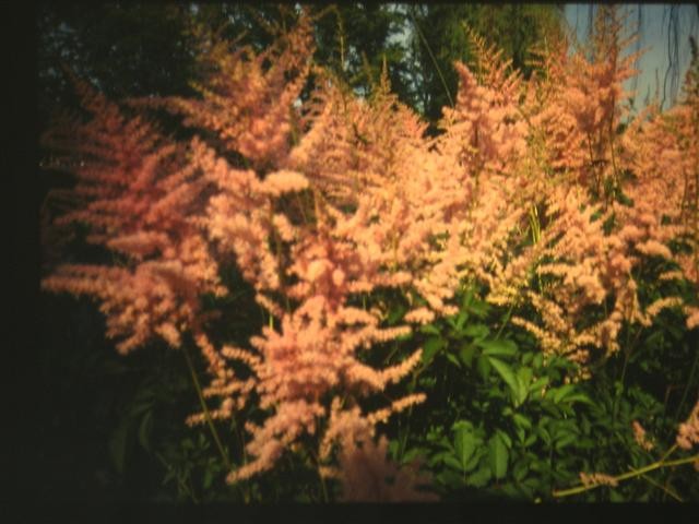 Astilbe chinensis