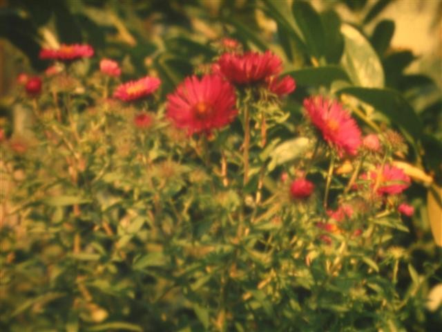 Aster novae-angliae 'septemberrubin'