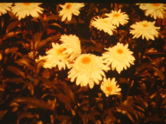 Chrysanthemum maximum 'wirral pride'