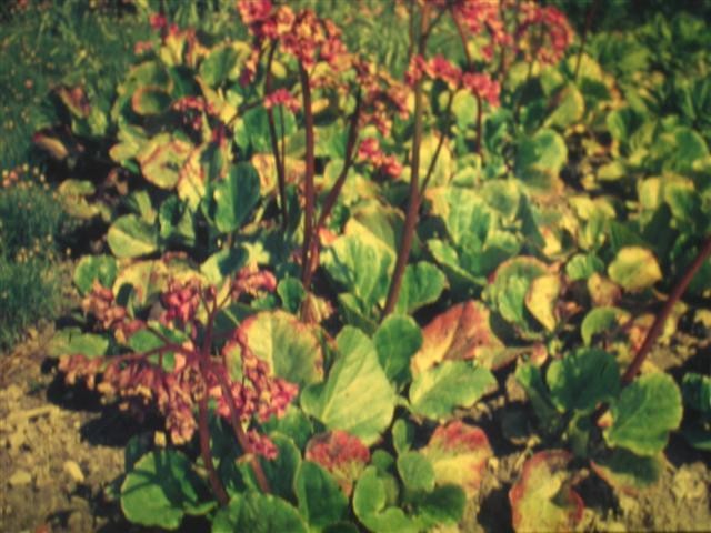 Bergenia cordifolia