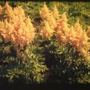 astilbe japonica