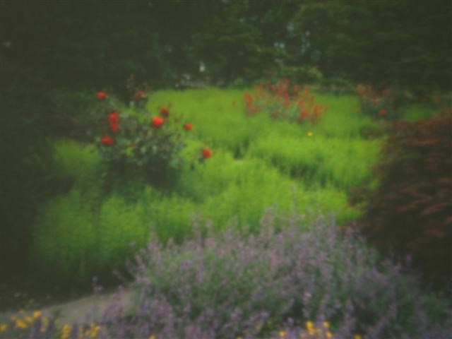 coreopsis verticilata zadaj, spredaj Nepeta × faasennii