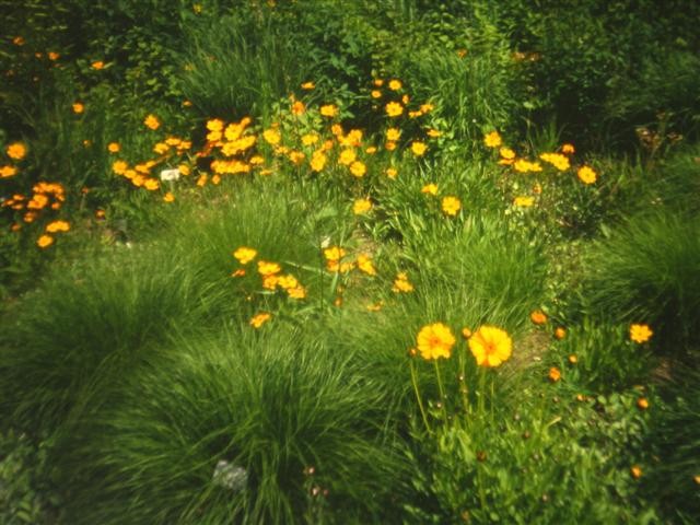 coreopsis lanceolata