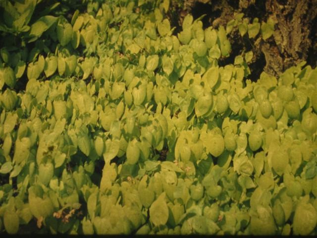 Epimedium alpinum