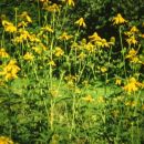 rudbeckia lanciniata