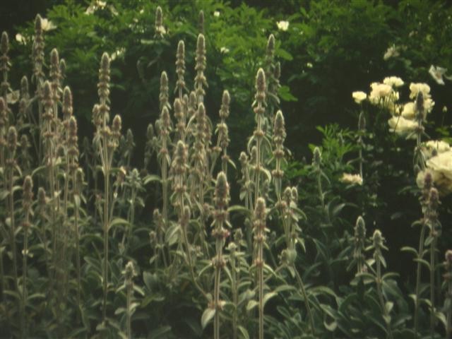 Stachys byzantina