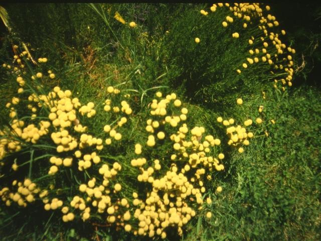 Santolina rosmarinifolia, po novem: Santolina virens