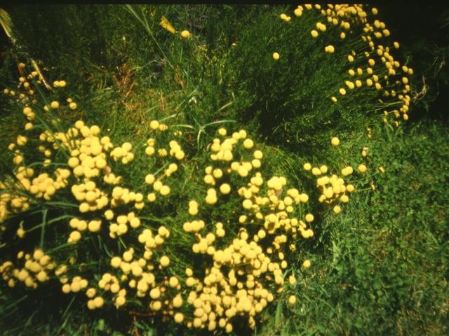santolina rosmarinifolia, po novem: Santolina virens