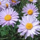 Aster alpinum