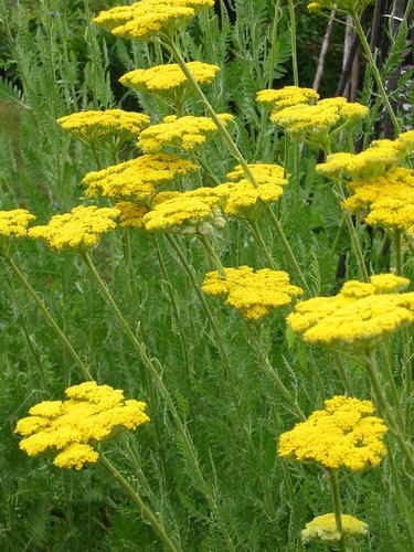 Achillea filipendulina