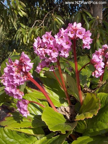 Bergenia cordifolia