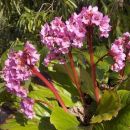 Bergenia cordifolia