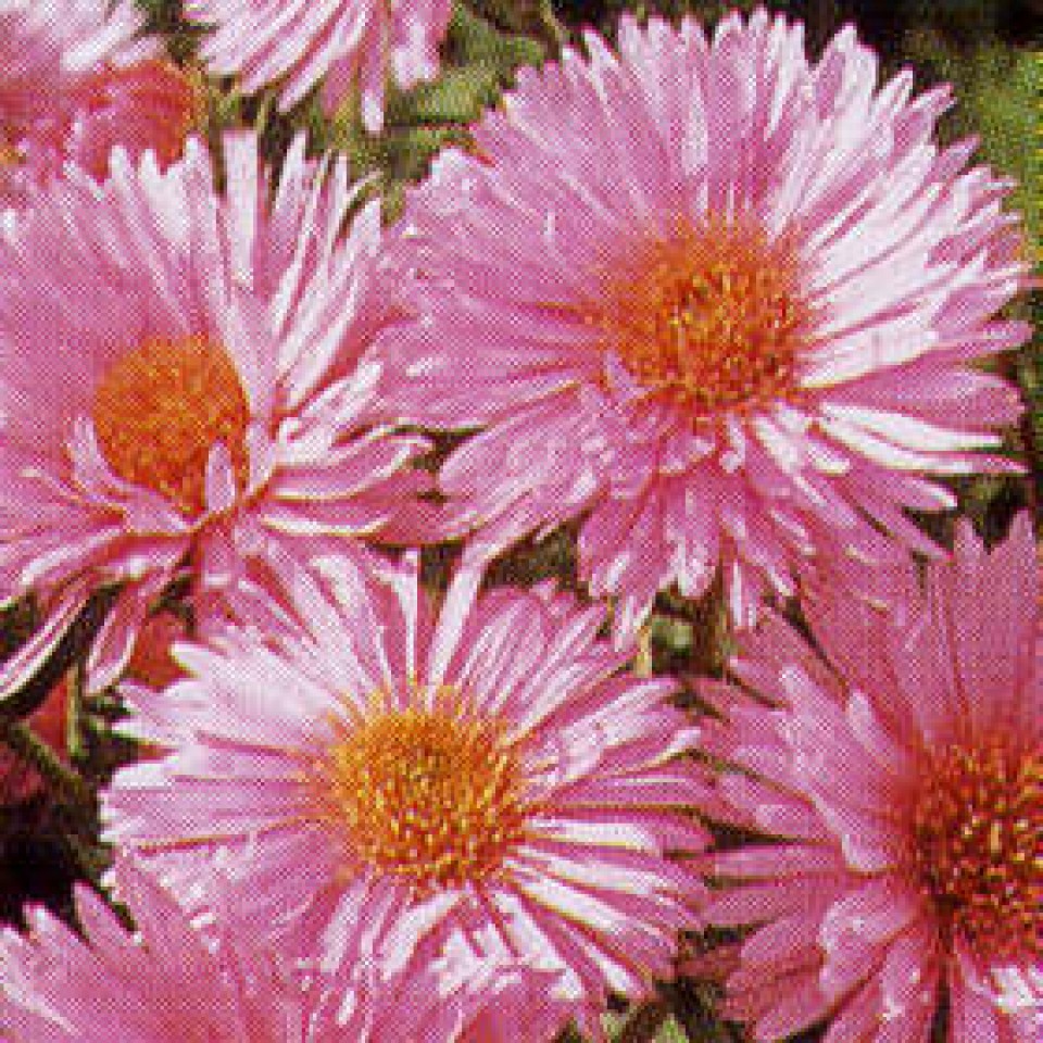 aster novae-angliae 'Harrington Pink'