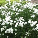 Achillea ptarmica