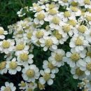 Achillea ptarmica