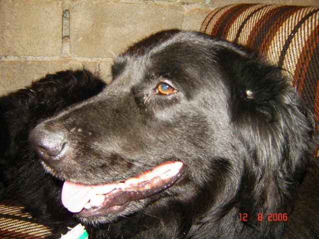 Bobi - foto